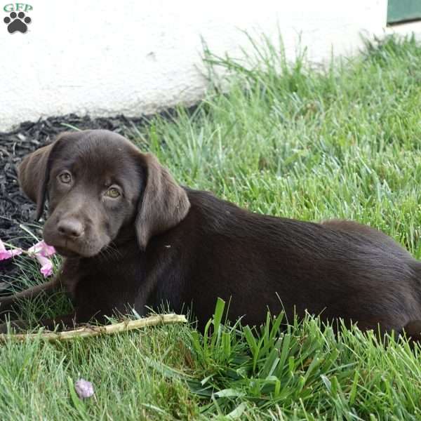 Ruby, Chocolate Labrador Retriever Puppy